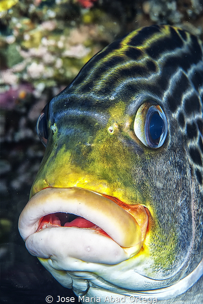 Fotografía submarina de peces